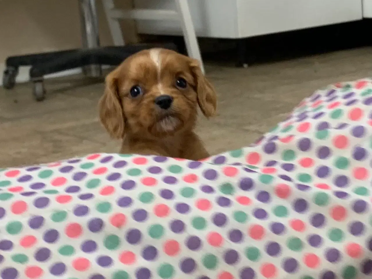 Billede 10 - De yndigste cavapoo babyer 