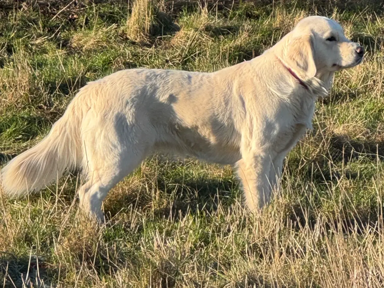 Billede 1 - Golden retreiver tæve 2 år med stamtavle