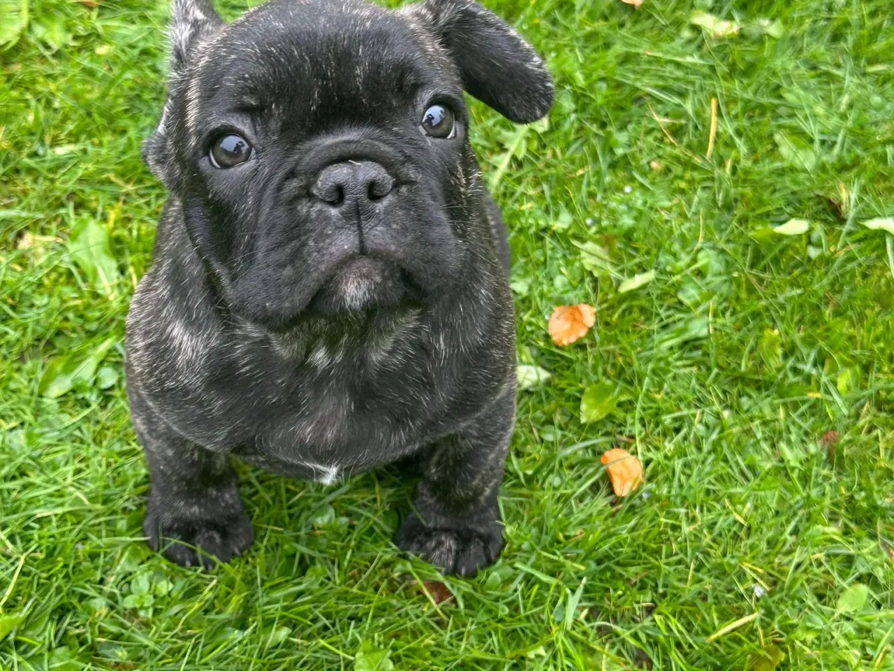 Billede 1 - Fransk bulldog brindle/ blå