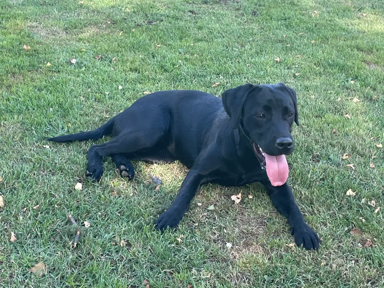 Billede 1 - Labrador 