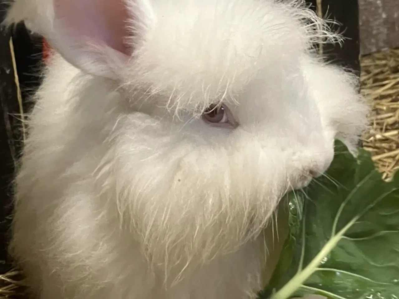 Billede 8 - Angorakanin unger