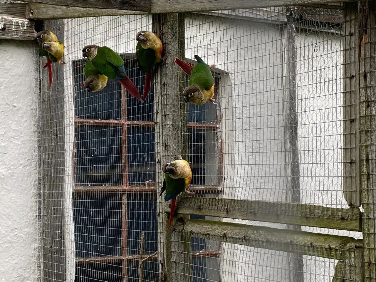 Billede 1 - Gulsidet Conure par