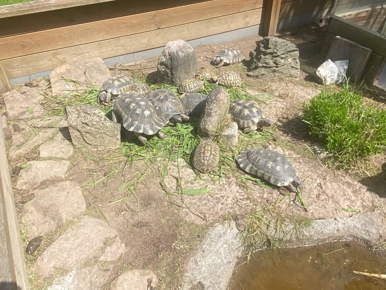 Billede 2 - Landskildpadde søger hjem