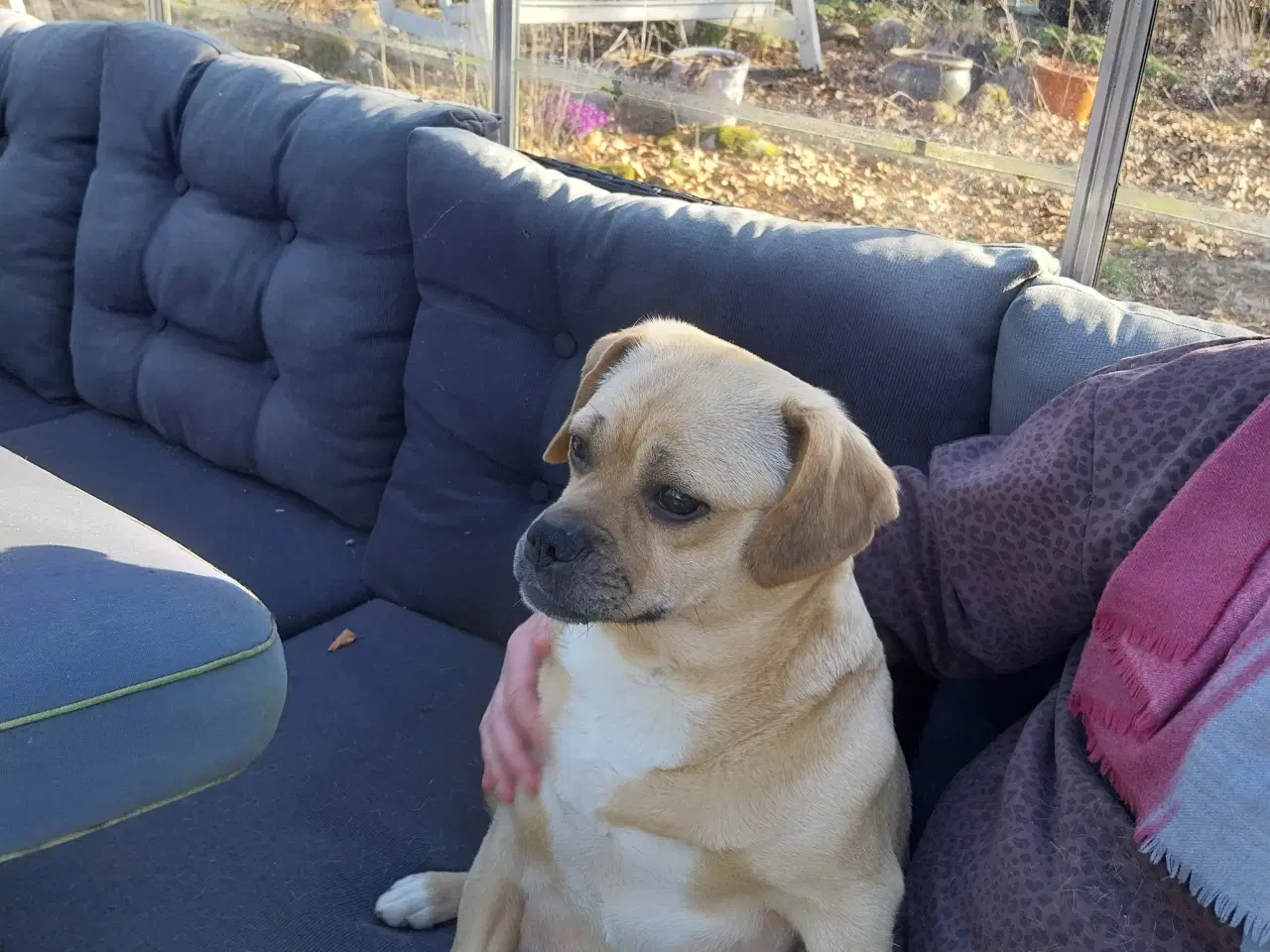 Billede 7 - Dansk svensk gårdhund/mops