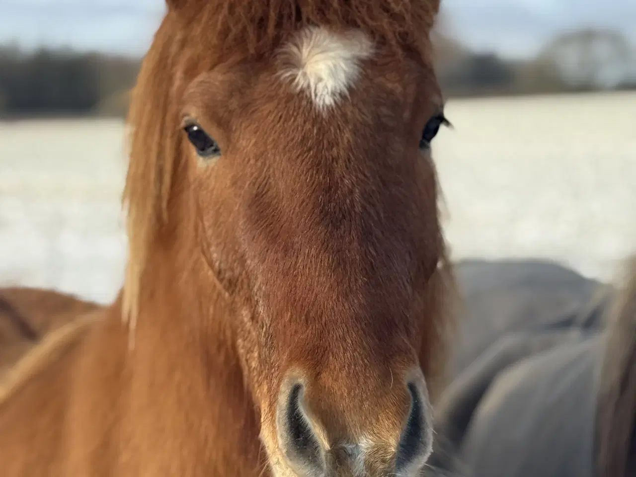 Billede 3 - Islænder