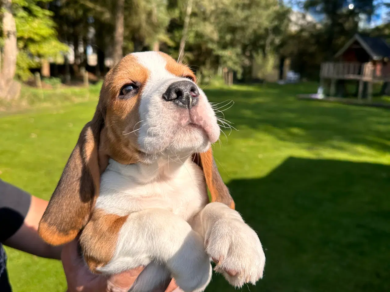 Billede 2 - Beagle hvalpe 11 uge klar til nyt hjem