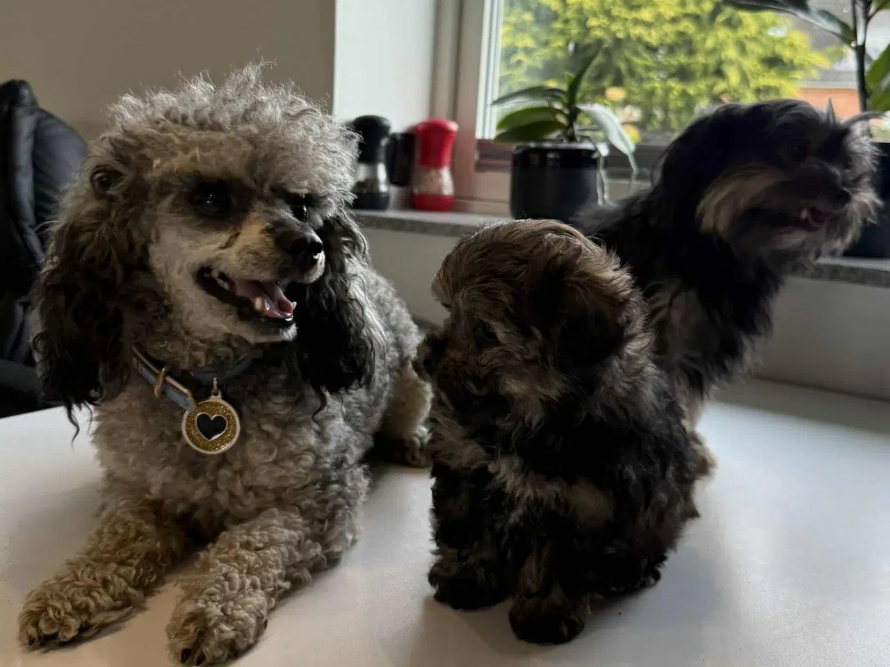 Billede 6 - Reserveret til Søndag Allergivenlig taskehund