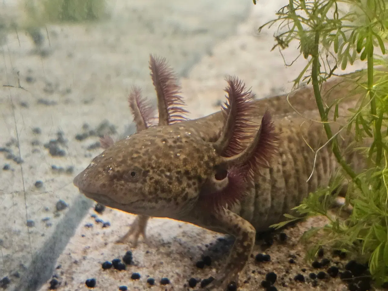Billede 12 - Axolotl Avlsstamme 