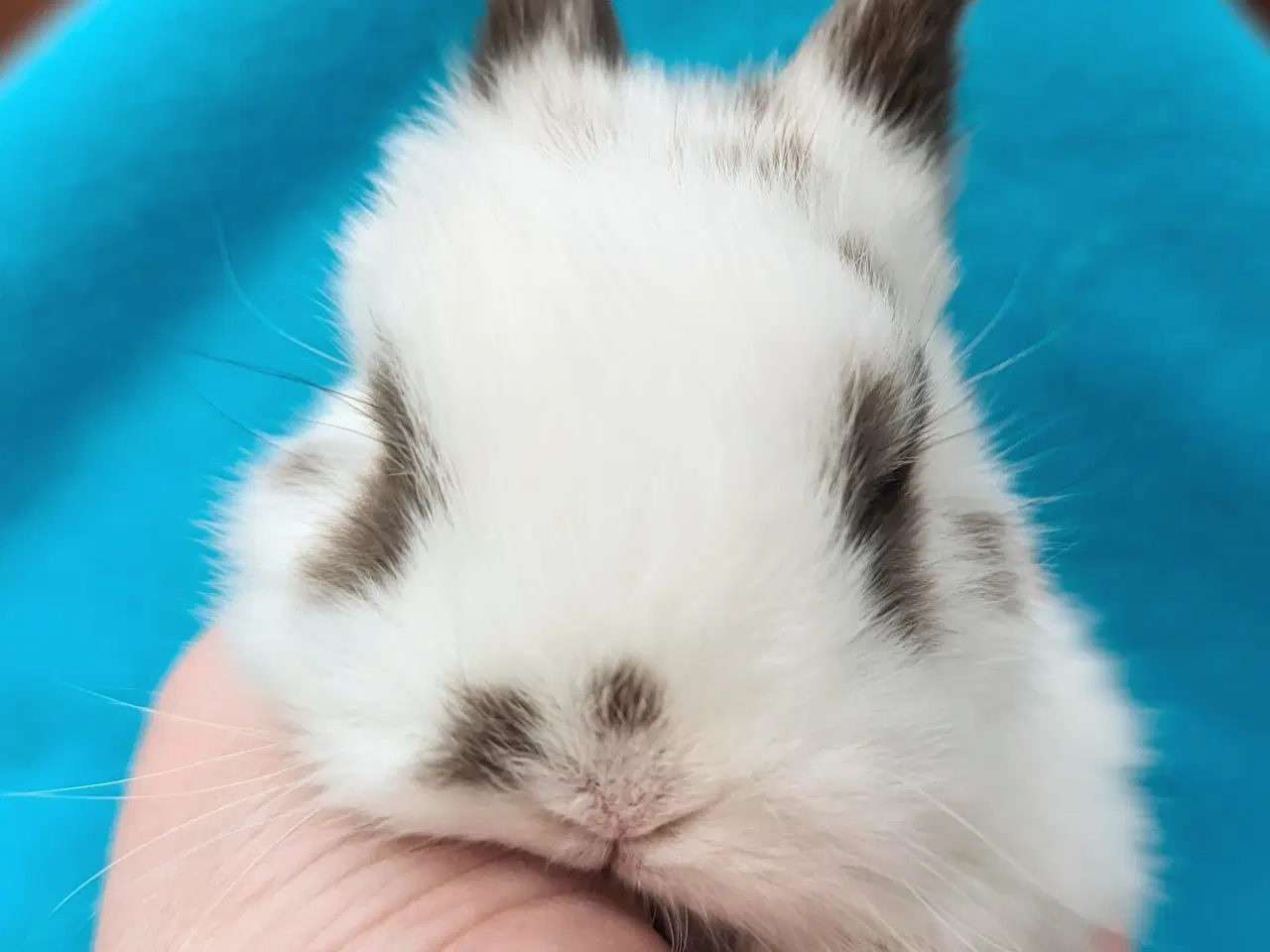 Billede 8 - Hermelin/minilop kaninunge sælges 