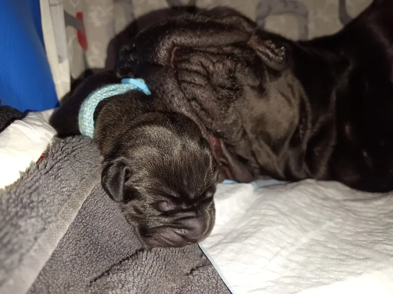 Billede 1 - Cane-Corso Hvalpene 3 uge 