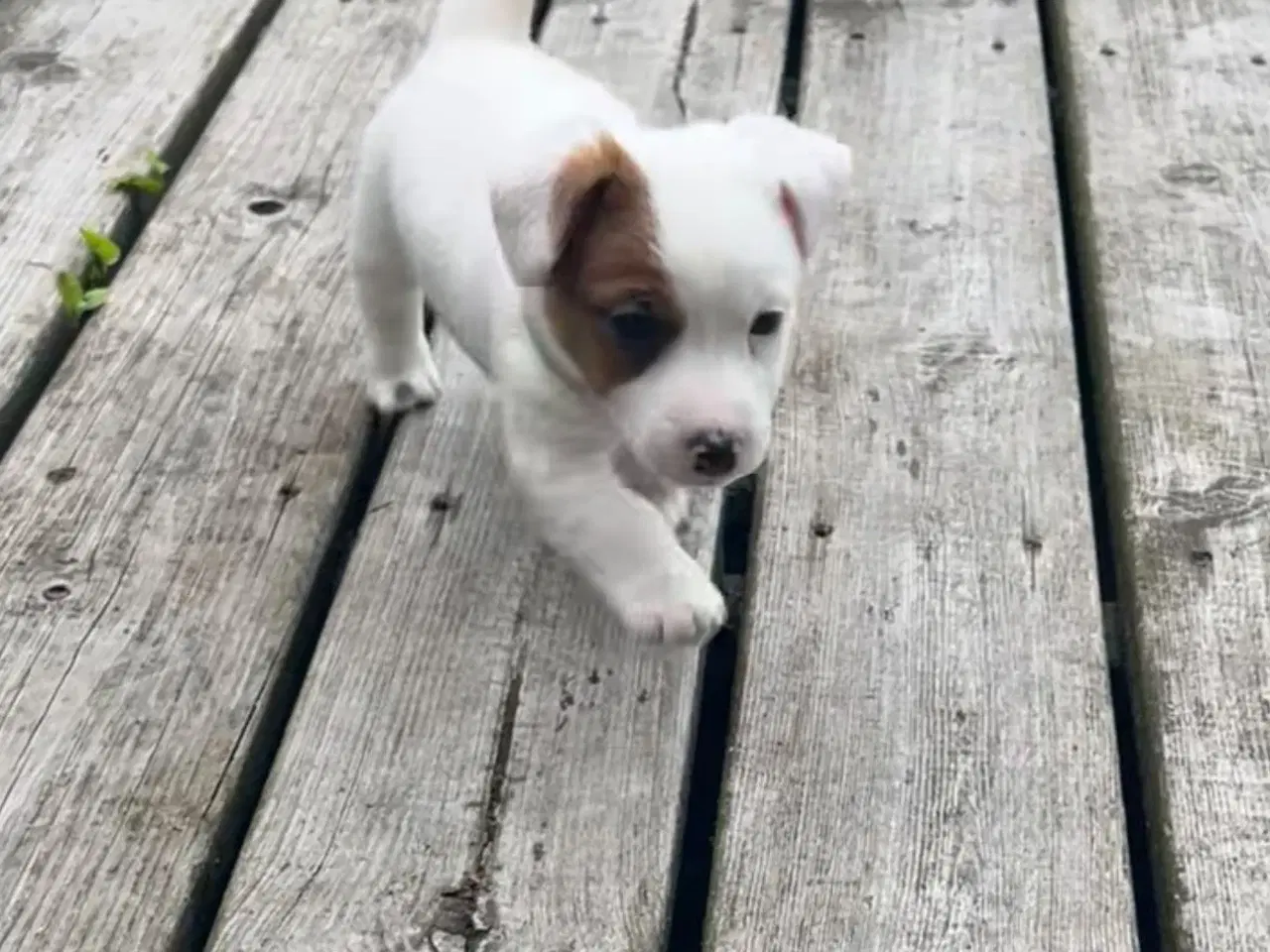 Billede 2 - Jack Russel Han hund