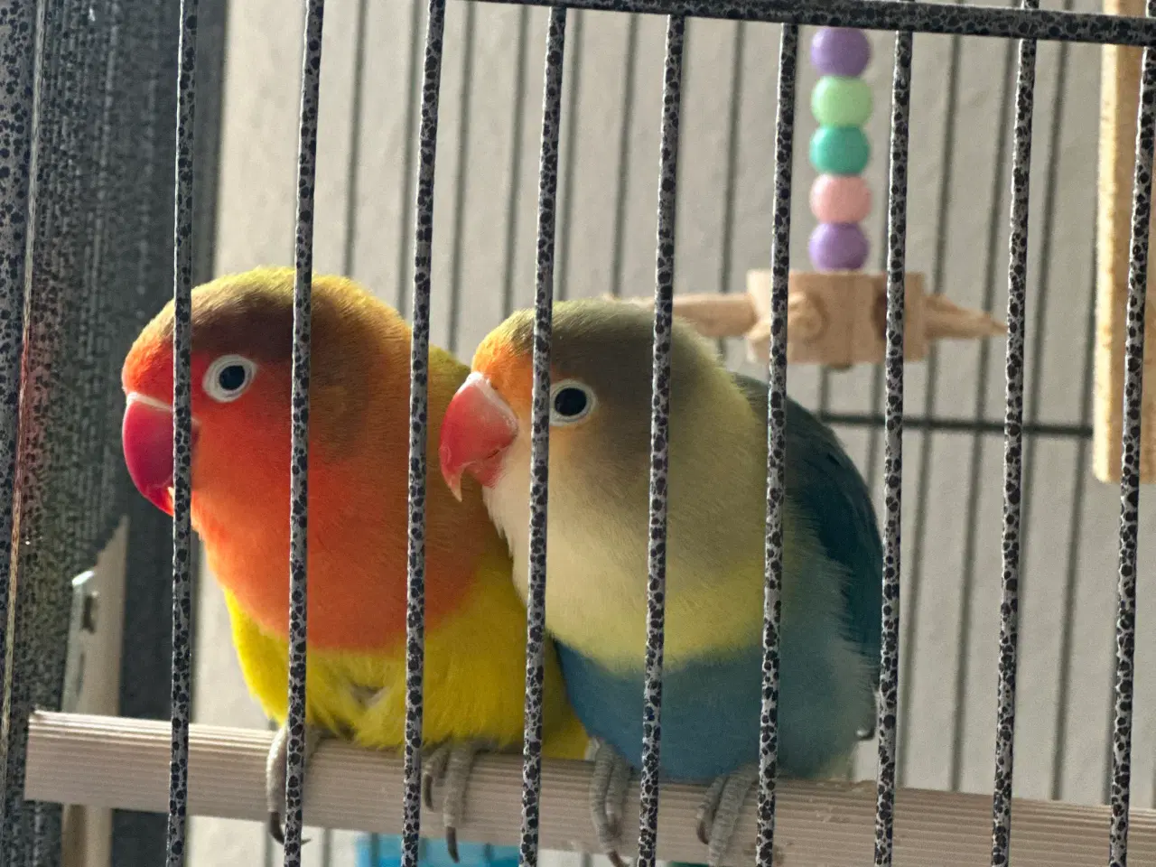 Billede 5 - Smukke og rolige dværgpapegøjer sælges med alt uds