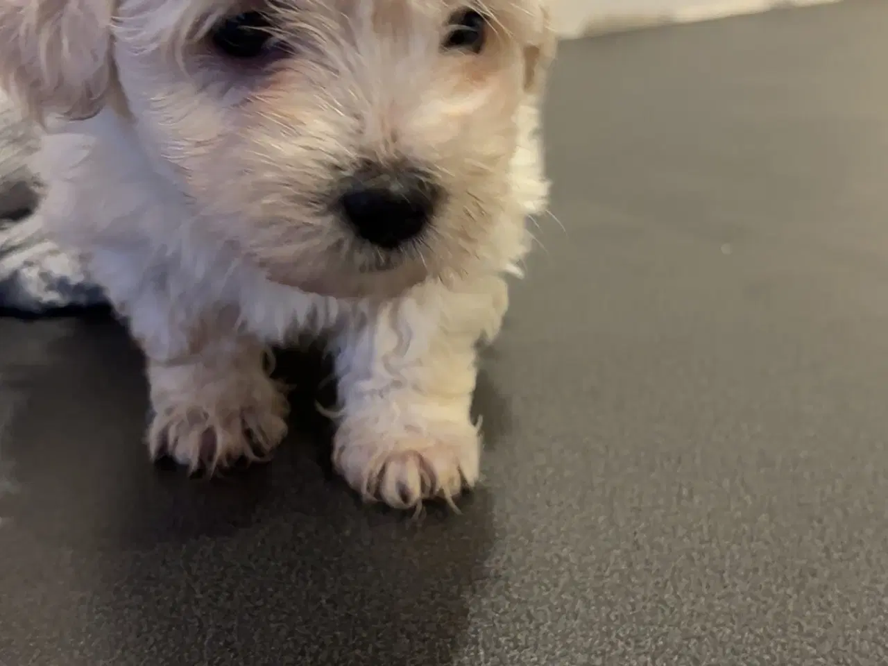 Billede 3 - Westie/malteser