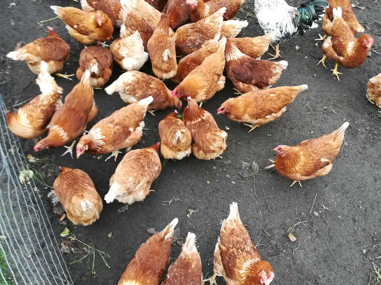 Billede 6 - God ægge lægger røde amerikaner på 19 uge 