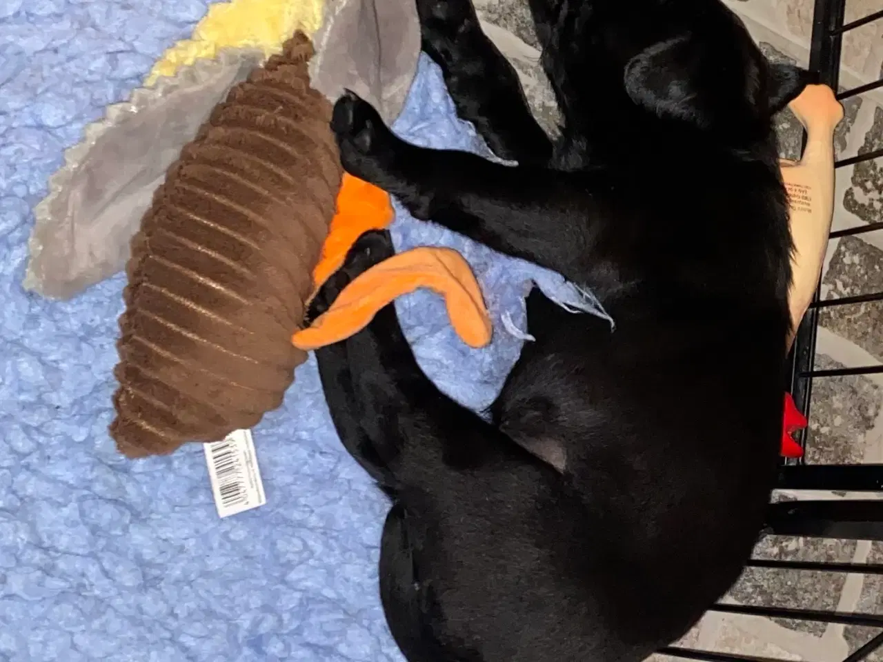 Billede 8 - Smukke labradorhvalpe efter rigtig gode jagtlinier