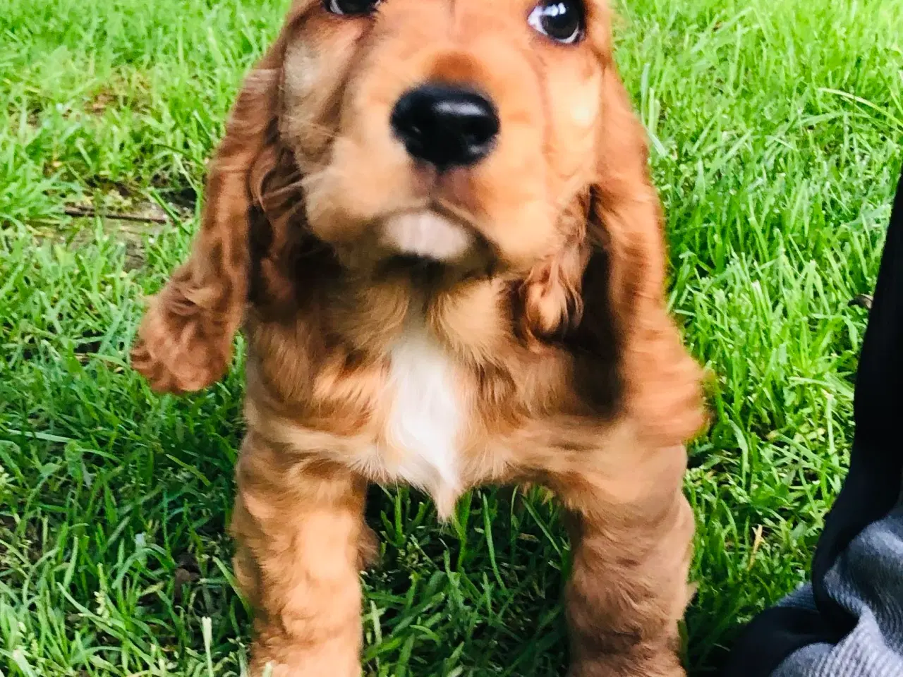 Billede 9 - Engelsk Cocker spaniel