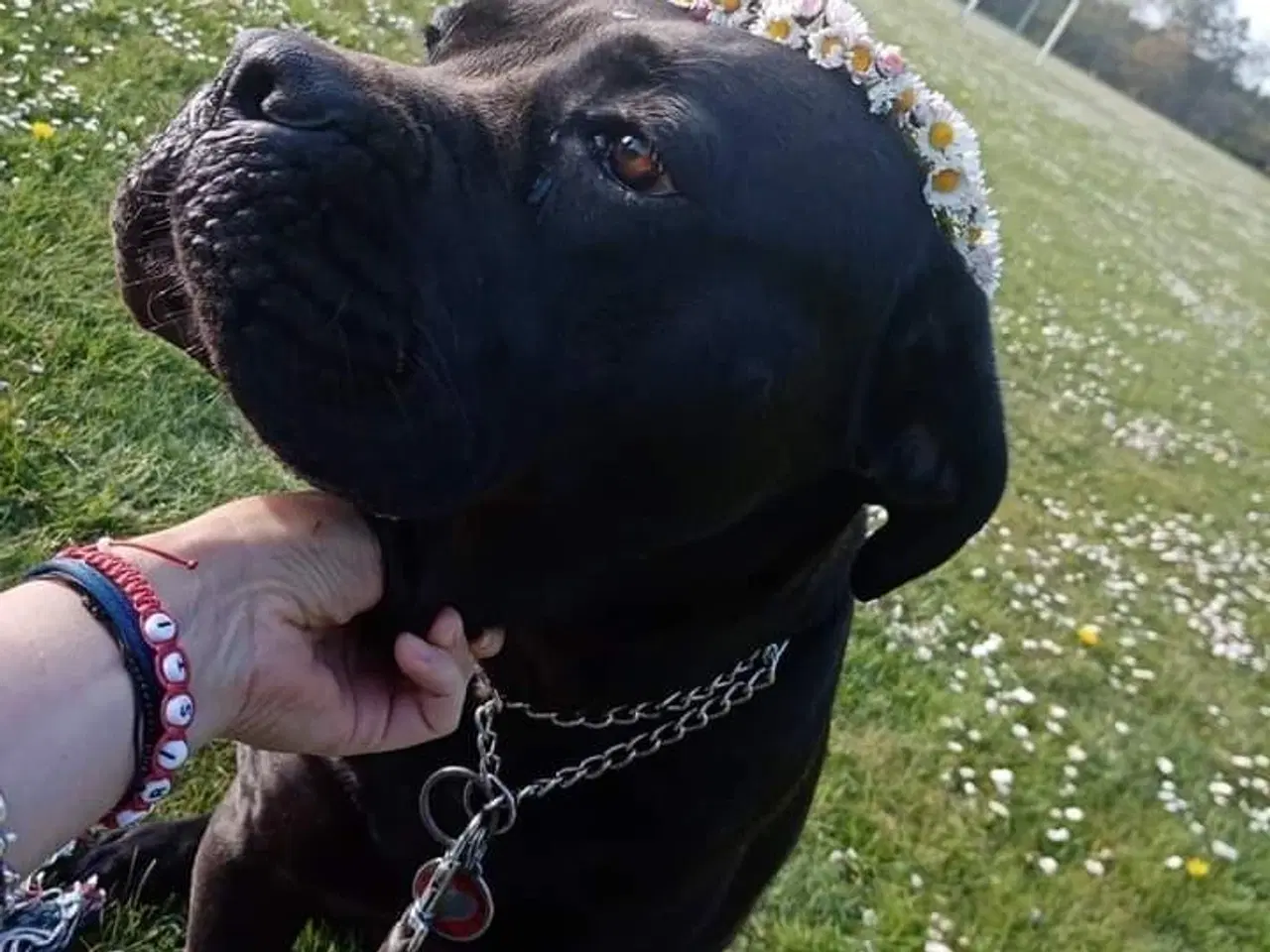 Billede 4 - Cane-Corso Hvalpene 3 uge 