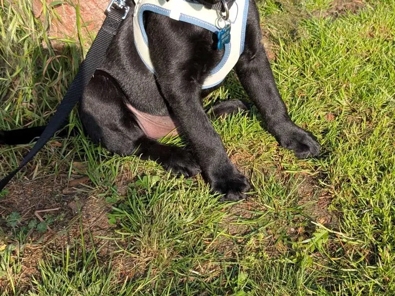 Billede 7 - Labrador retriever hvalp 