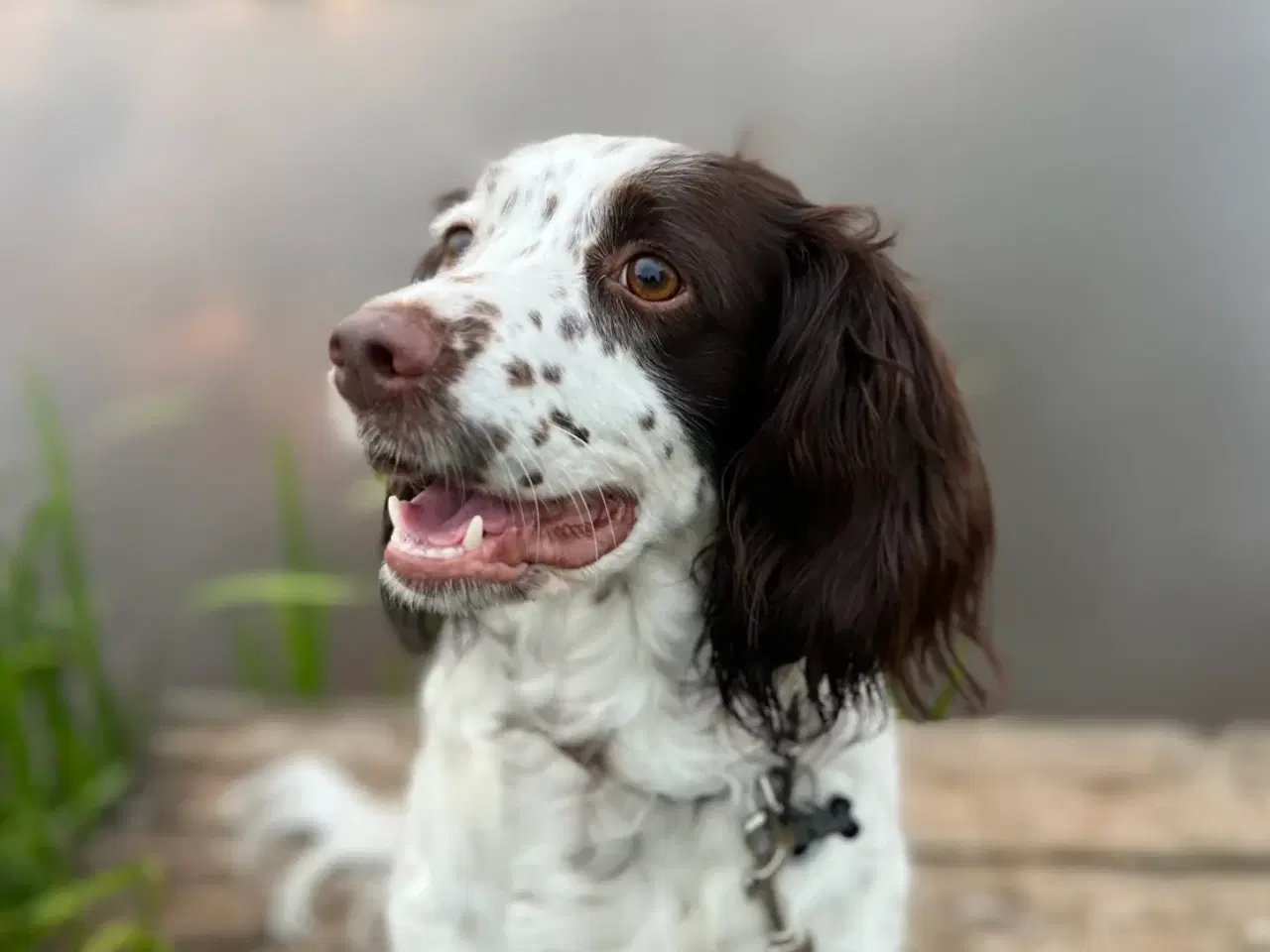 Billede 4 - Springer spaniel/kleiner hvalpe