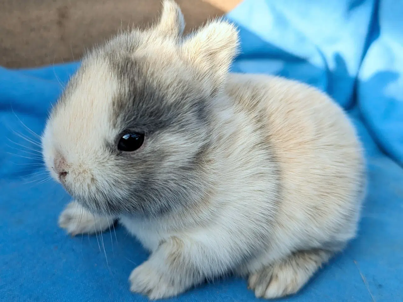 Billede 3 - Hermelin kaninunge sælges 