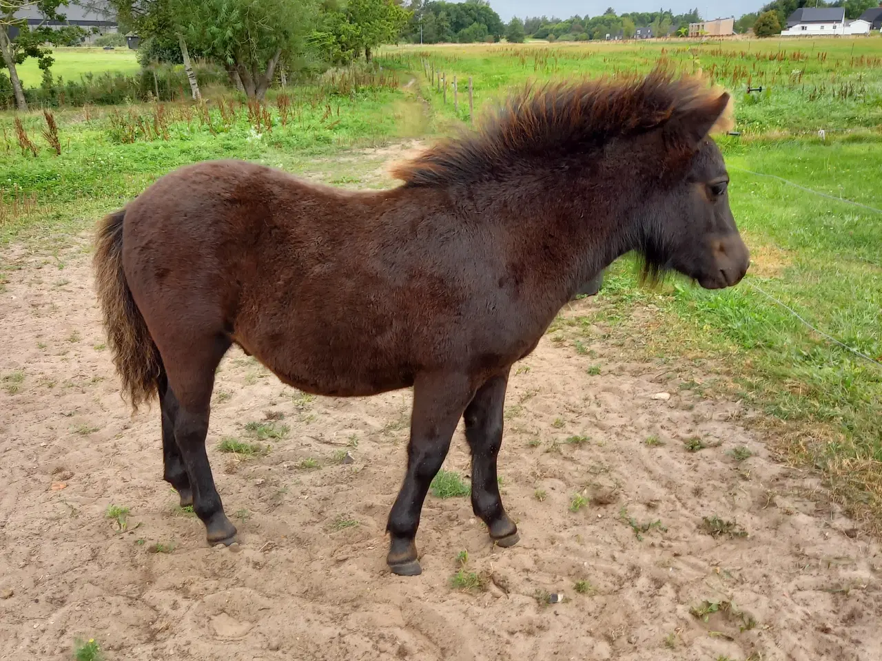 Billede 4 - 2 dejlige shetlænder føl