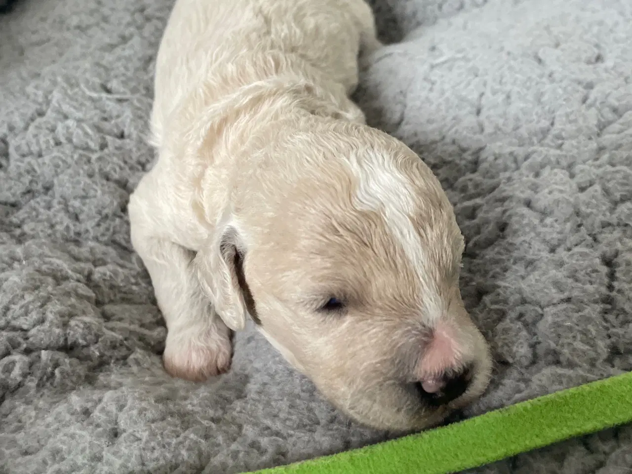 Billede 4 - Havapoo/maltipoo