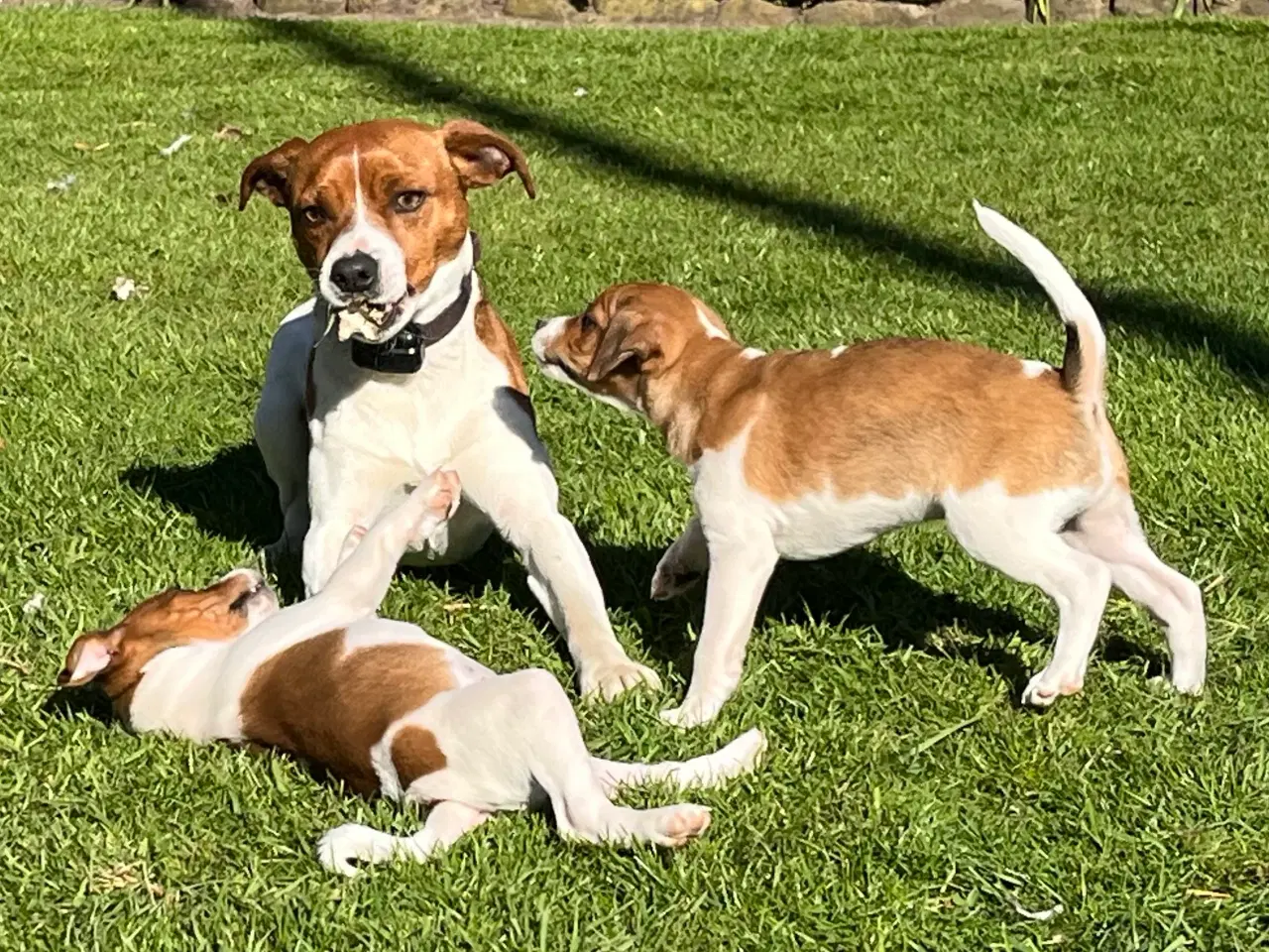 Billede 16 - 3 kvikke hanner