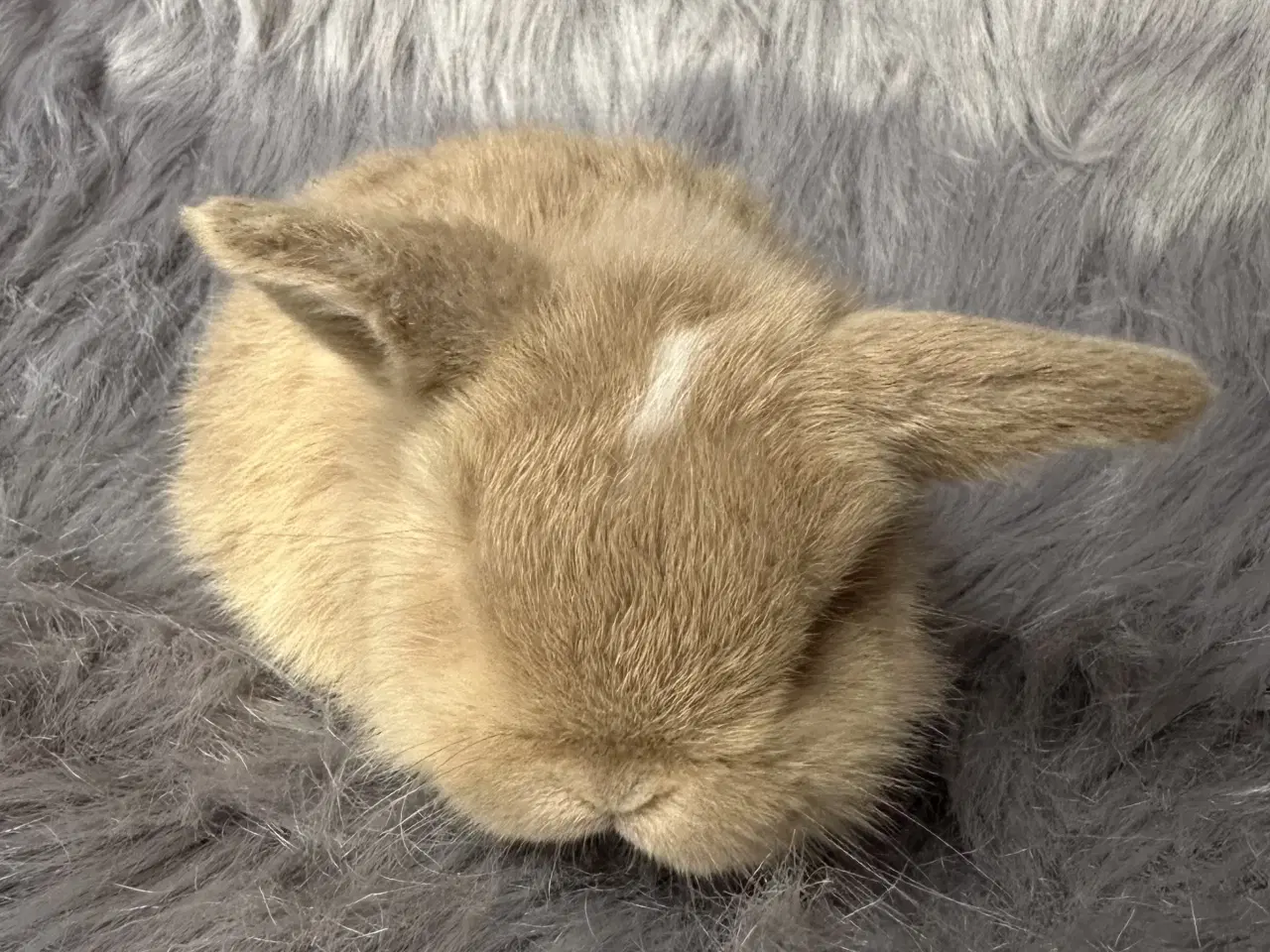 Billede 4 - Ægte minilop kanin unge 