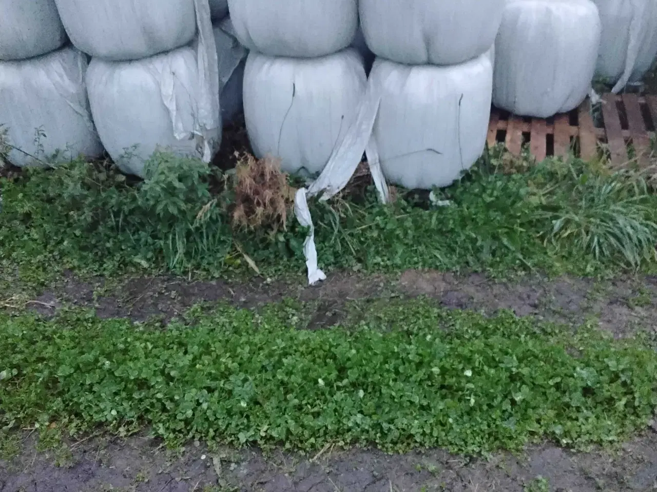 Billede 7 - Wrapballer & Hø sælges