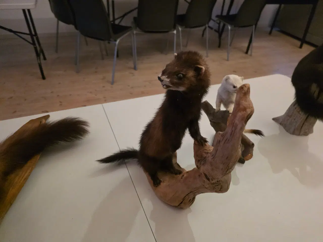 Billede 4 - Rovdyr og Egern, samlet eller hver for sig