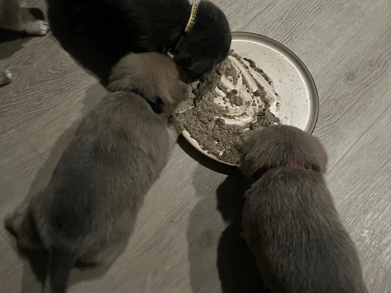 Billede 1 - Kærlighed og Charme: Skønne Pomchi-Hvalpe