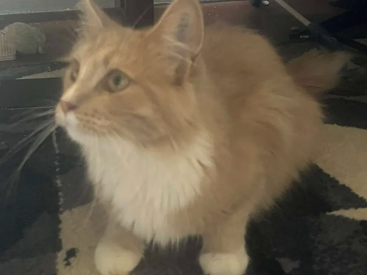 Billede 2 - Maine Coon hun