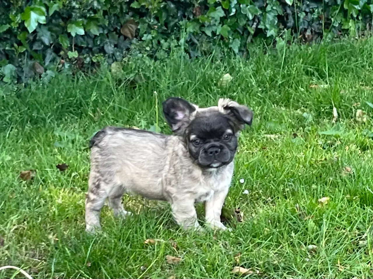 Billede 3 - Fluffy fransk bulldog med stamtavle