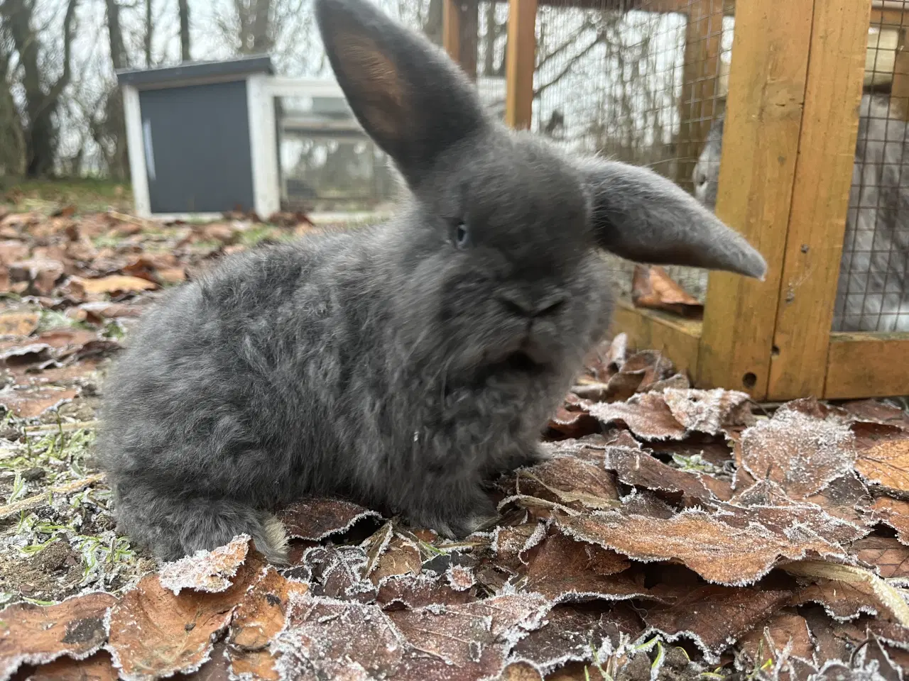 Billede 3 - Lionlop kaninunge børnevant og tam