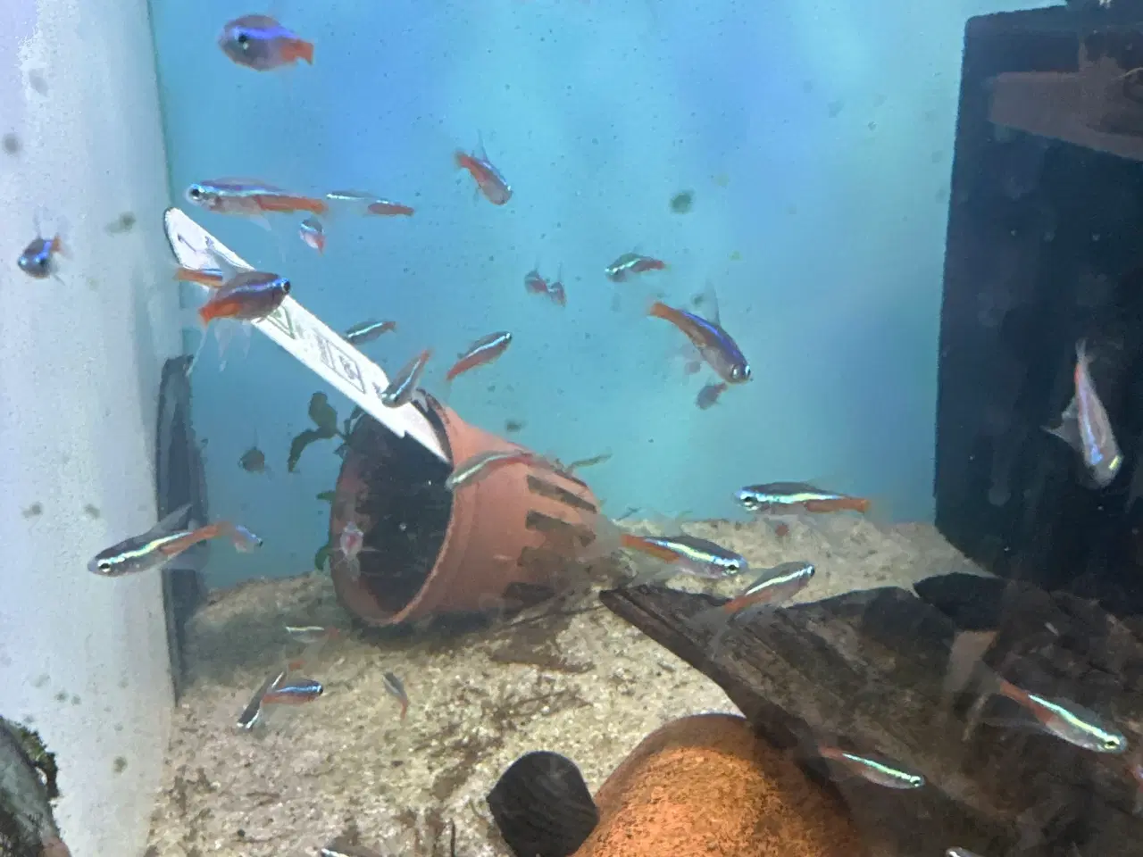Billede 1 - Neon longfin