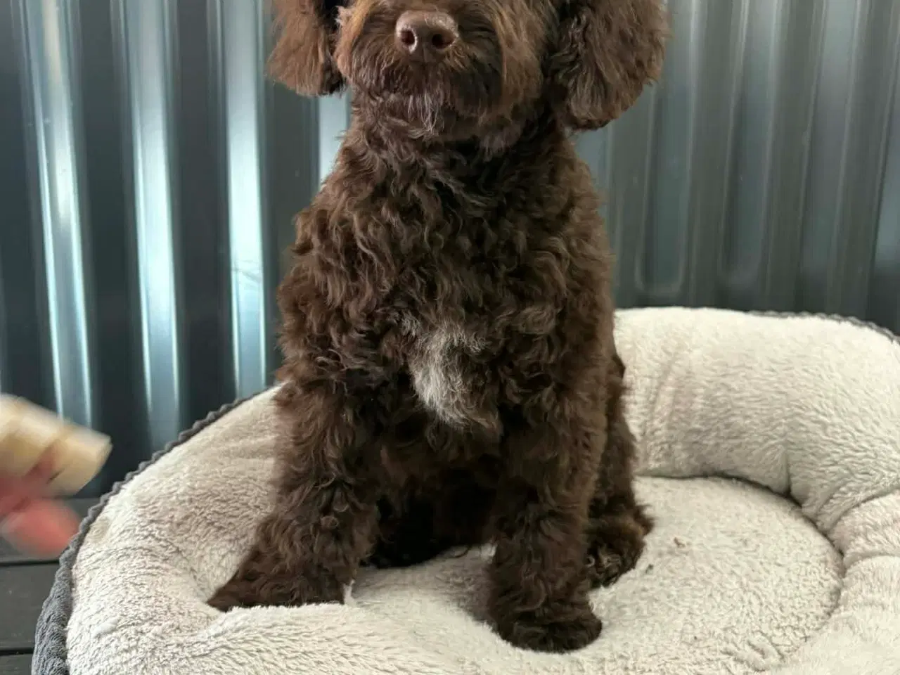 Billede 3 - 🐾 Ossi – skøn labradoodle hvalp søger kærligt hje