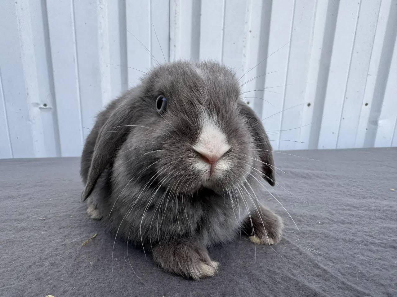 Billede 10 - 6 Dværgvædder hunner 🐰