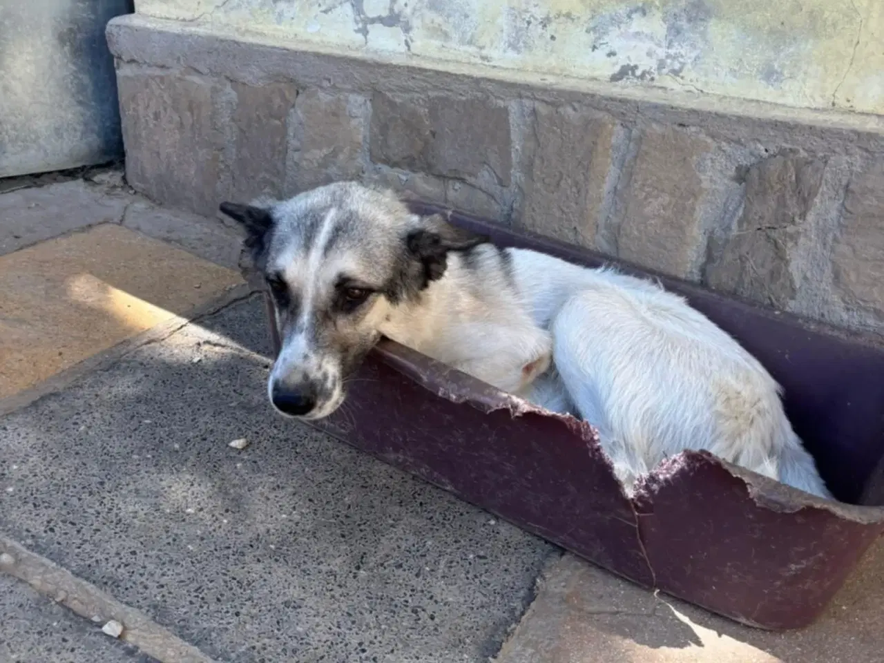 Billede 8 - Søde Raina søger sin helt egen familie