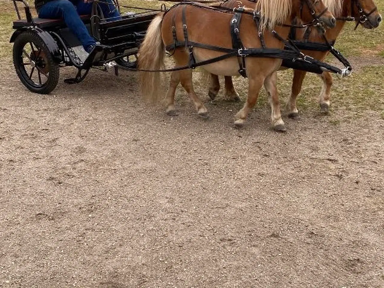 Billede 1 - 2 spands Sulky til shetlænder