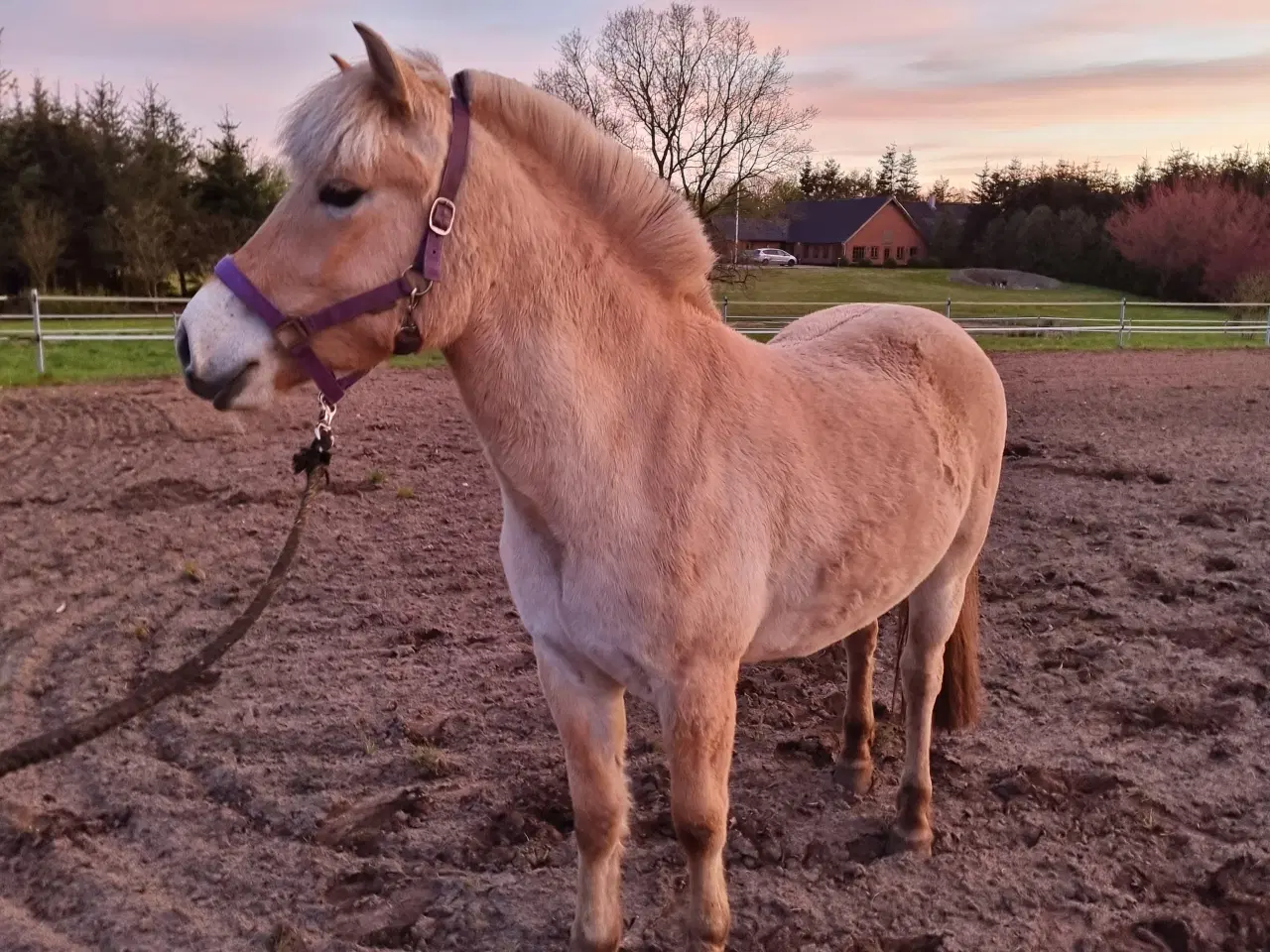 Billede 1 - Fjordhest hoppe 2 år