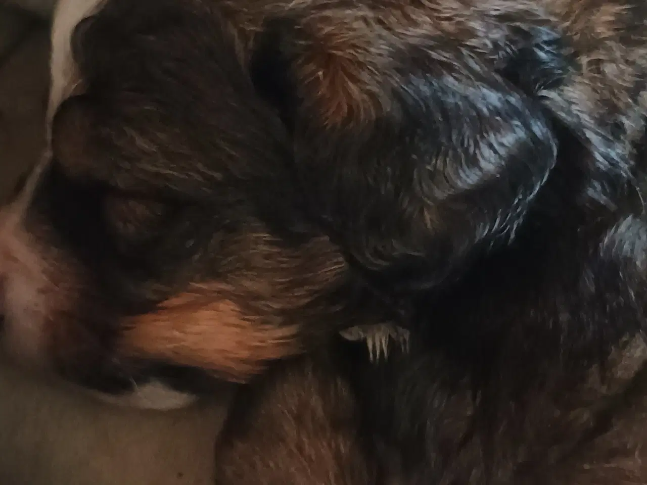 Billede 2 - Cocker Spaniel 