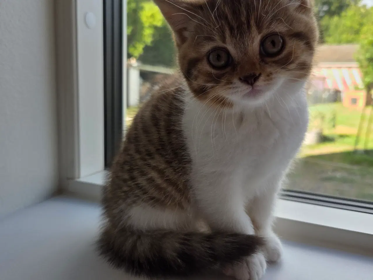 Billede 5 - British shorthair killing med stamtavle
