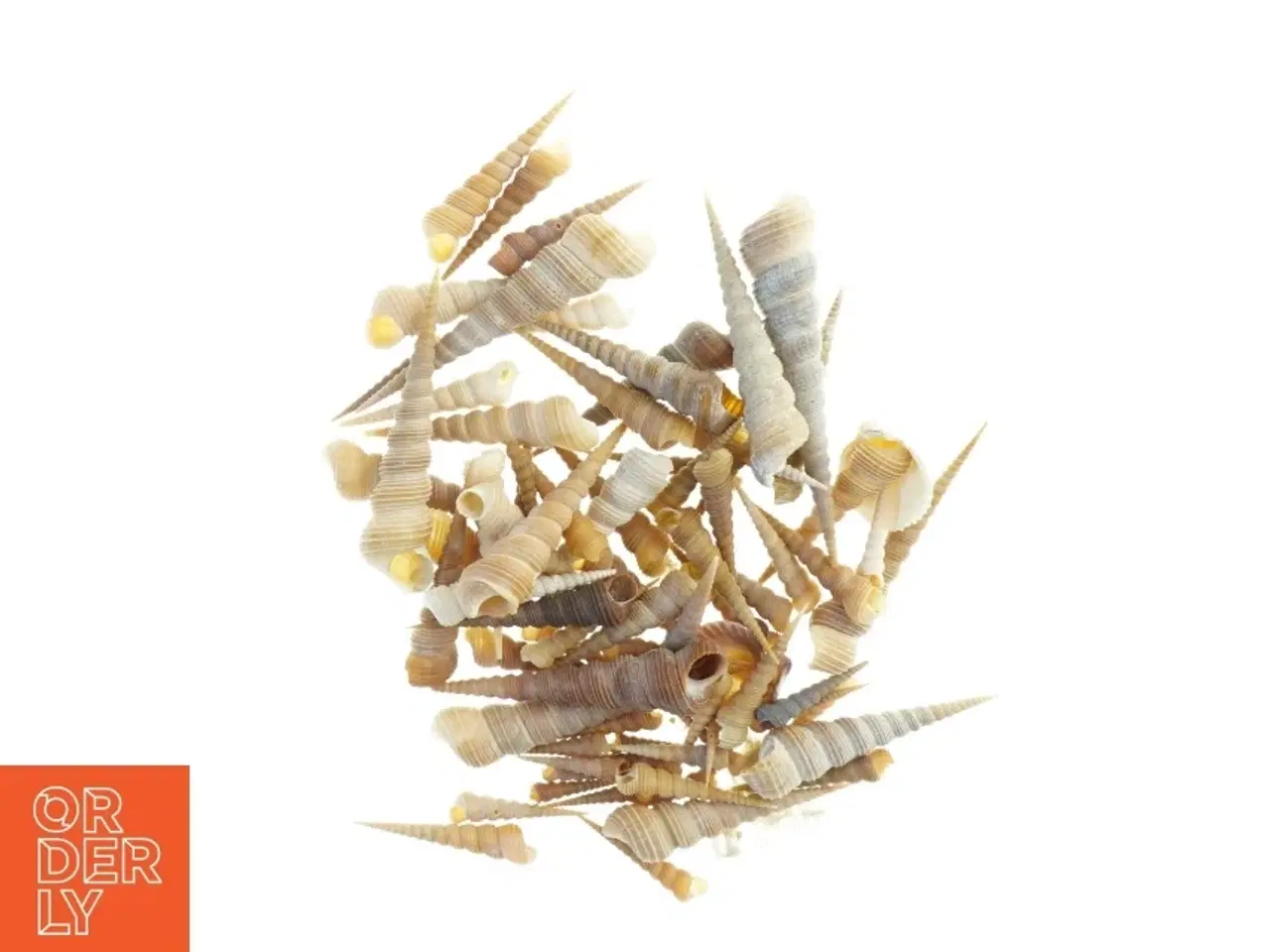 Billede 1 - Samling af eremit krebs strandskaller (str. 3,5 x 1 cm til 13 x, 3 cm)