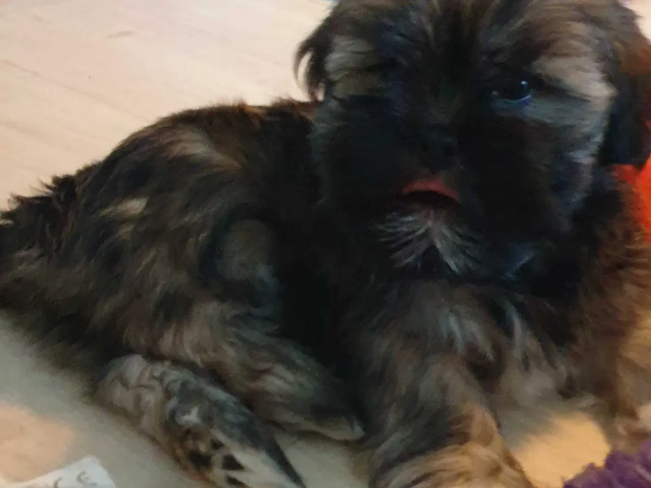 Billede 4 - Lhasa Apso - smukke Harley 🐾💕