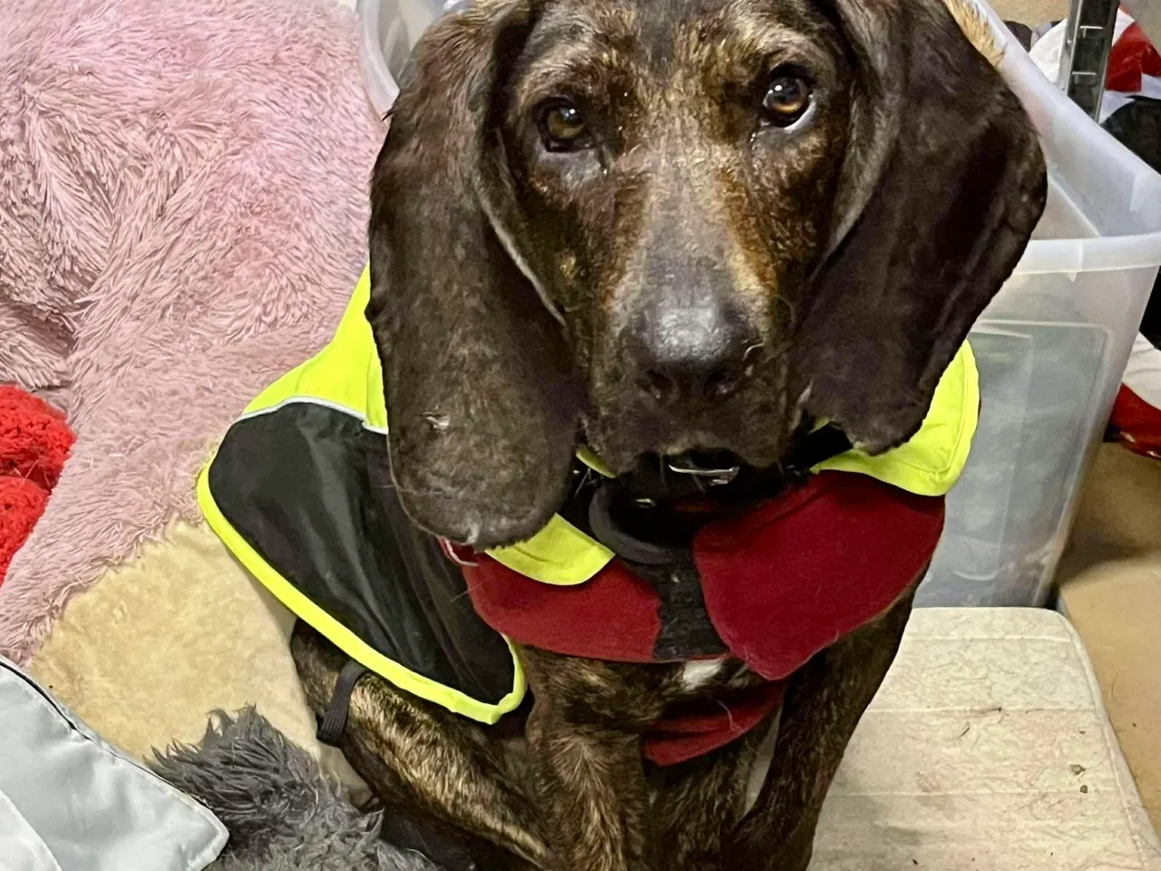 Billede 1 - Dejlige og sjove Rollo søger sin 4-ever familie🏡