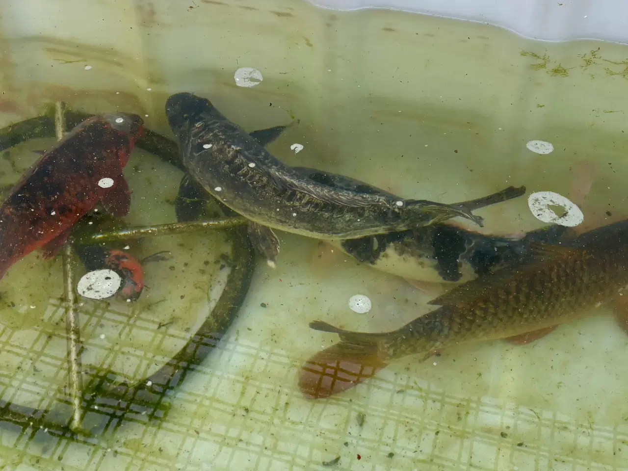 Billede 7 - 5 koikarper BILLIGT!