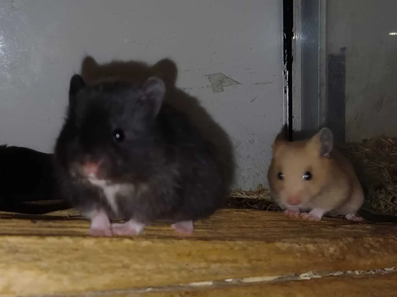 Billede 8 - Guldhamster unger
