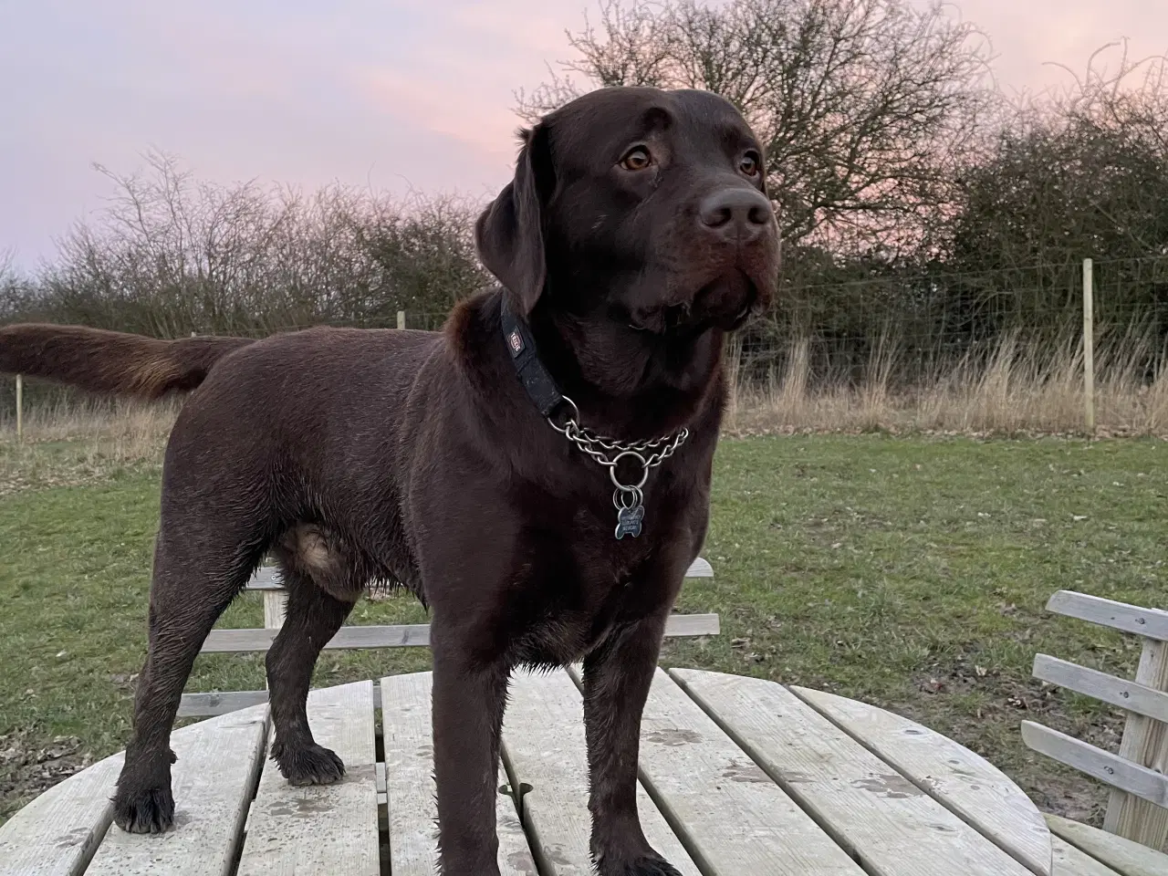 Billede 13 - Berner Sennen & Labrador - Bedækning tilbydes