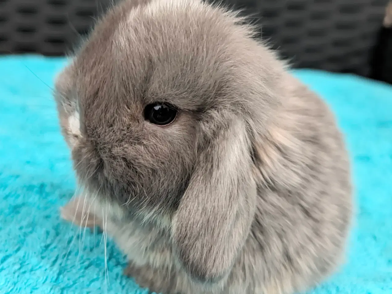 Billede 2 - Minilop kaninunge sælges