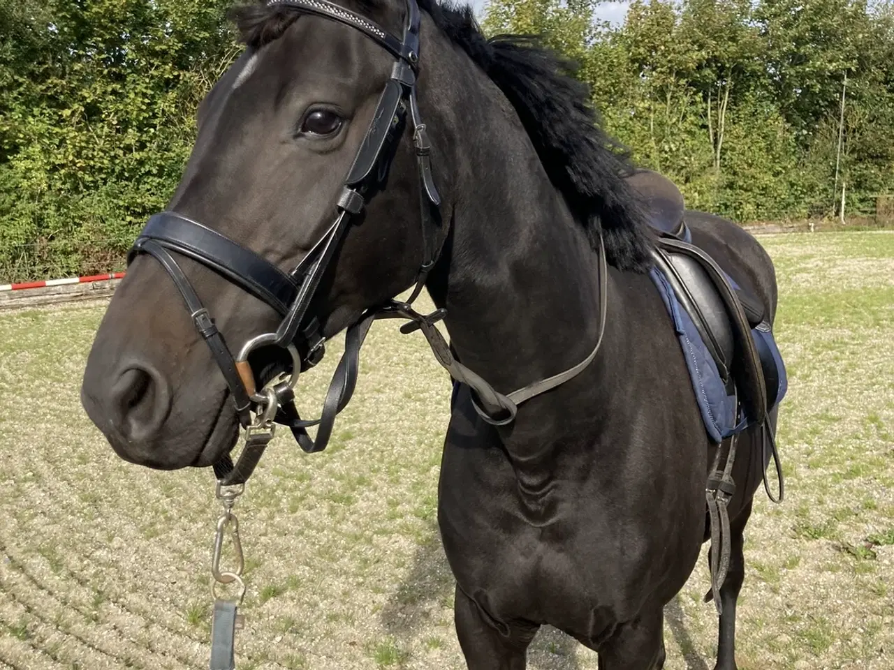 Billede 2 - Smuk hest
